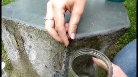 How to Make an Insect Collection: Part 1 of 11: Hand Collecting