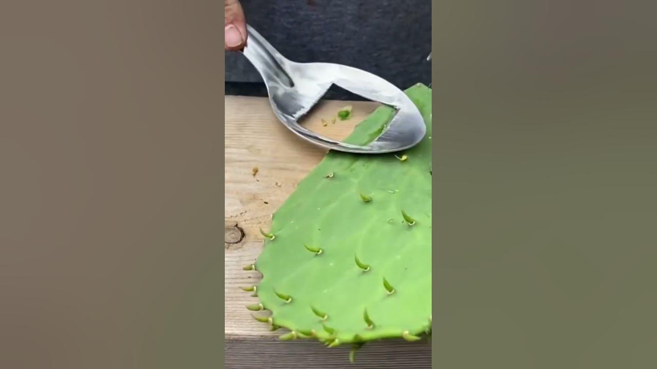 Como Hacer La Mejor Cuchara Para Pelar Nopales!💯🌿 