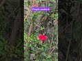 MorningVisitofPurpleSunbird 🐦#purplesunbird#sunbird#birdwatching#birdsounds#birds #birdlife#wildlife