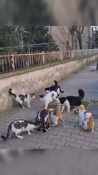 8 Kucing jantan mengejar kucing betina.