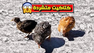 كيف تربي الكتاكيت البلدية بصفر درهم   ?