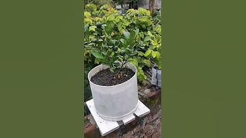 Thumbnail of How to grow & care orange plant in pot #shorts