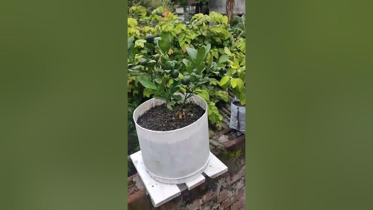 How to grow & care orange plant in pot #shorts