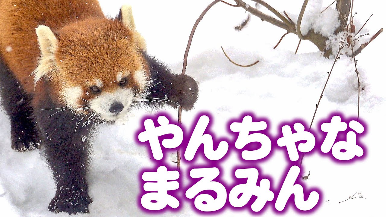 【レッサーパンダ】やんちゃなまるみん　Red Panda MARUMI at Maruyama Zoo