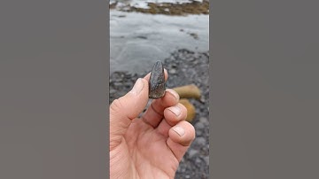 What is this fossil❓️🤔 it could be mistaken for a tooth⁉️ #fossilhunting #fossils #shorts