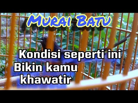 Video: Cara Merawat Paruh Burung Yang Patah