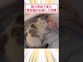 助け求めて来た野良猫が出産した結果 #2ch動物スレ #猫動画 #猫のいる暮らし