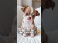 Puppy or kitten? 🐶🐱
