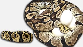 14 Eggs From A 19 Yr. Old Ball Python! Record Clutch! | 2019 Holdbacks | BallPythons9 Net Worth