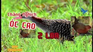 Tiếng Chằng nghịch với óc cao 2 loa riêng biệt file tuyển ghép cho anh em ít máy