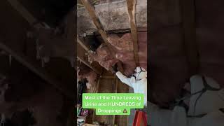 Don't let rodents wreak havoc in your home! They can cause thousands in damage by using insulation f