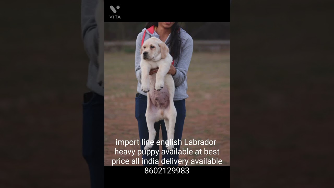 heavy import english labrador puppy available at best price all over india delivery available .