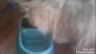 МОЯ КОШКА! ГУЛЯЕМ НА ШЛЕЙКЕ, ПОВОДКЕ! УБЕЖАЛА?! ХИТРАЯ КИСА! МОЯ КОШКА! ГУЛЯЕМ НА ШЛЕЙКЕ, ПОВОДКЕ! УБЕЖАЛА?! ХИТРАЯ КИСА!