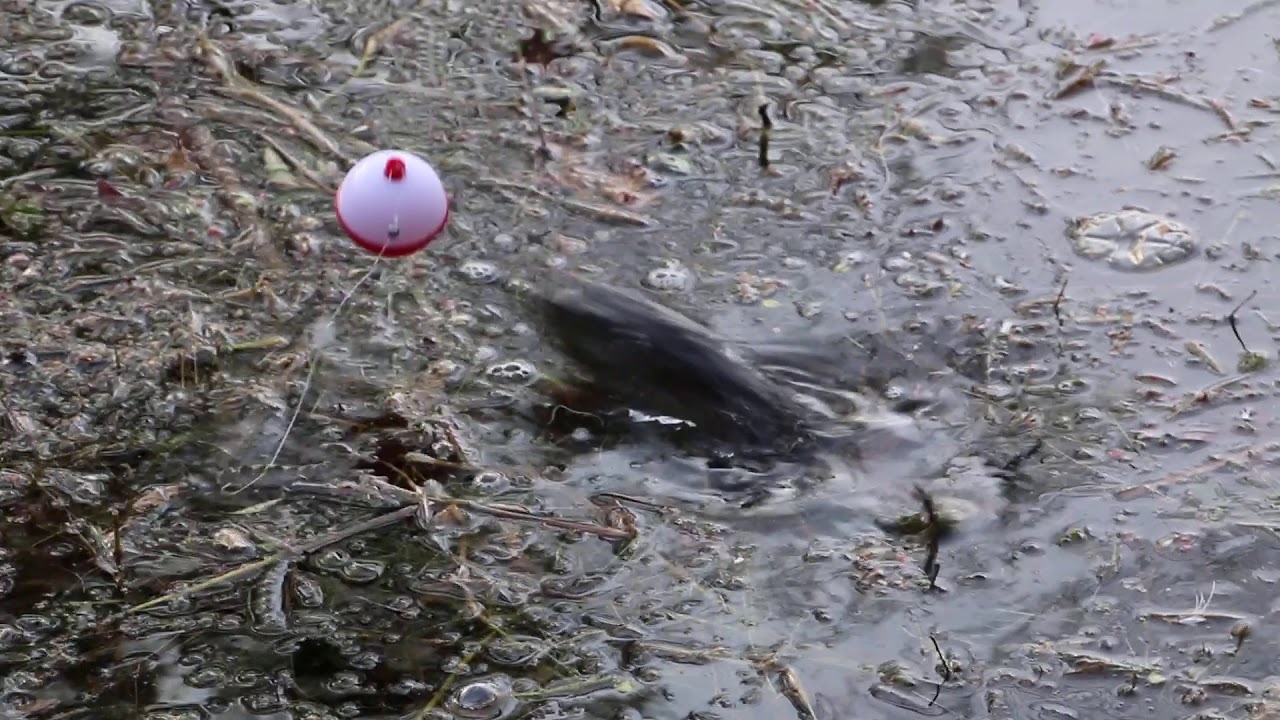 Bullfrog Attacks Bobber - Super Cool Laugh - YouTube