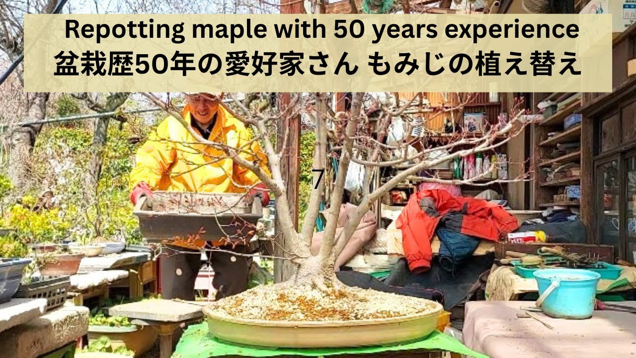 Repotting Maple Bonsai Tips from 50 Years Experienced Master もみじの植え替え 盆栽歴50年の愛好家さん