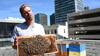 Beeproject Apiaries Downtown at 360 Portage
