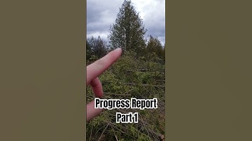 #Progress #Report #1st #vlog #2024 #chainsaw #outdoors #cedar #trees #offgrid #sliceoflife #view