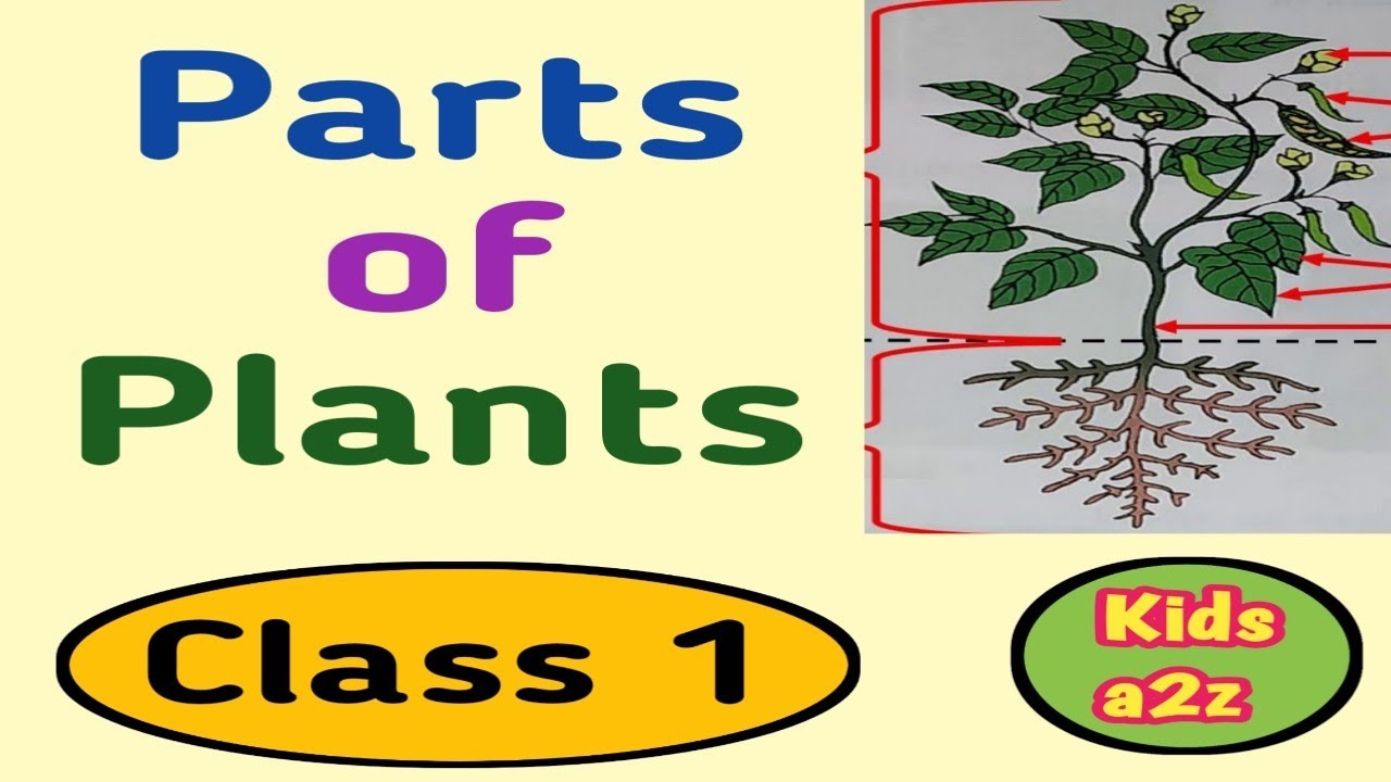 Parts of Plants for Class 1 | Grade 1 EVS Plants | Class 1 EVS ...