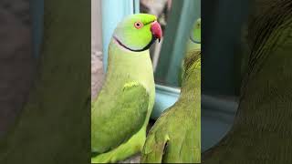 Indian Ringneck Talking Parrot #parrot #ringneckparrot #talkingparrot #shorts