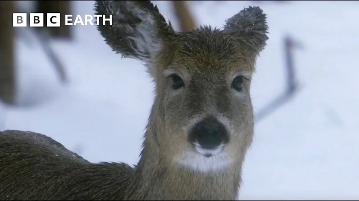 How Do Animals Survive Freezing Winters? | How Nature Works | BBC Earth Kids