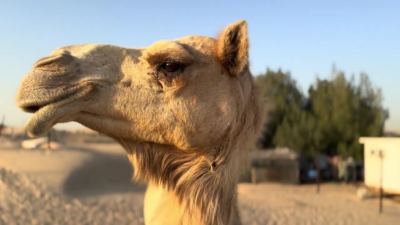 My Dubai neighbor camel farm keeping the tradition alive: Breading the UAE’s finest dromedary!