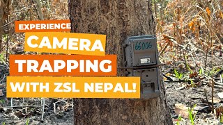 Unveiling Nepal's Tigers: Camera Trap Deployment in Tiger Territory