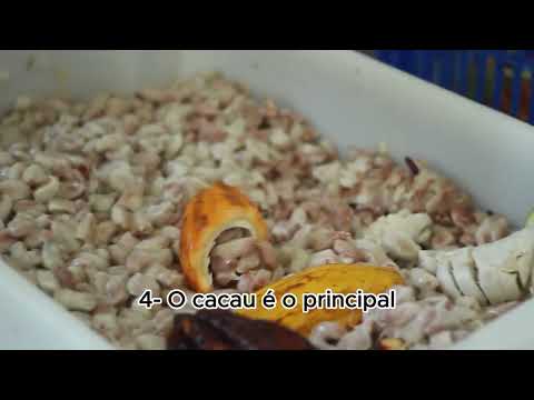DESCUBRA 5 CURIOSIDADES SOBRE O CACAU!