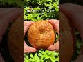 もちむぎベーグル駒沢にオープン