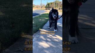 Seu cão ficou lento