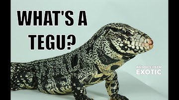 Get to Know the Argentine Black and White Tegu