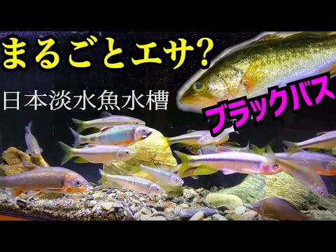 ムダなく全部エサにするためにブラックバスを 日本淡水魚水槽 Youtube
