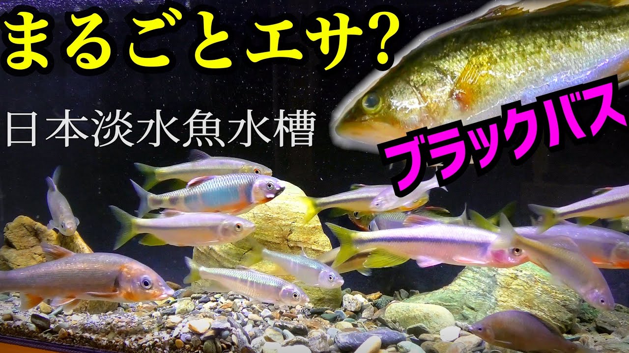 【美品】62cm ブラックバス（樹脂製）fish craft REAL製作 美品】62cm ブラックバス（樹脂製）fish craft REAL製作