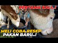 PERTAMA KALI..! MELI COBAIN RESEP PAKAN BARU. LANGSUNG LAHAP GAES..!