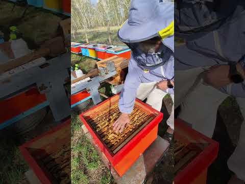 Первое расширение пчелосемей