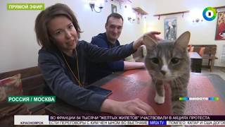 Котики в законе: животных в России взяли под защиту Котики в законе: животных в России взяли под защиту