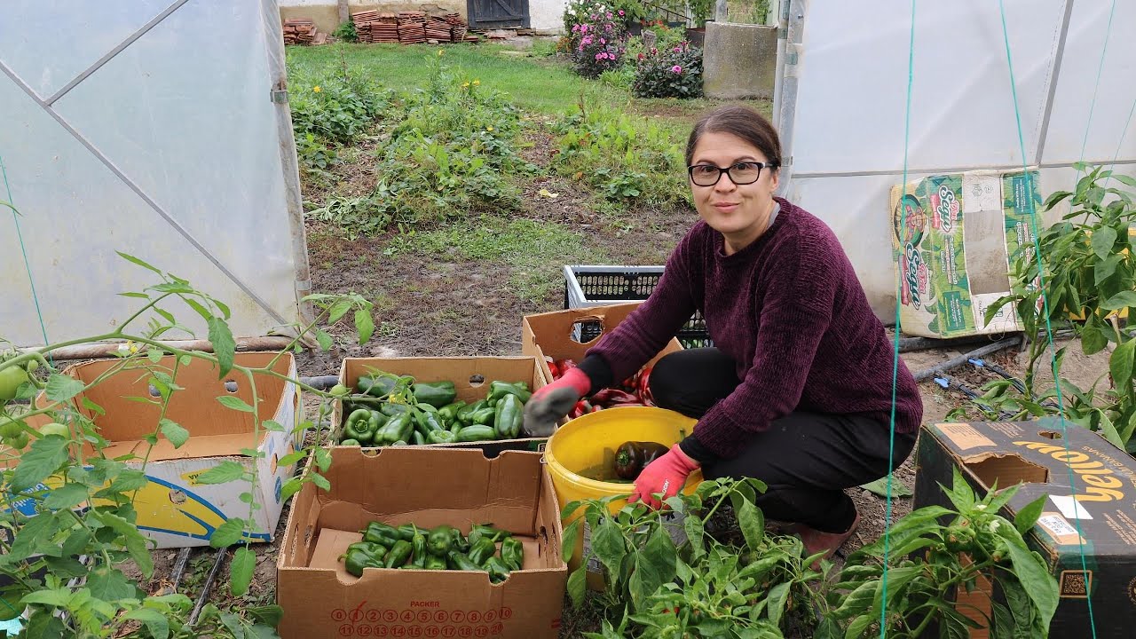 Ce legume mai strângem în octombrie 🥕🍅