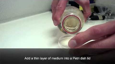 Imaging mouse embryo aorta - Video 4