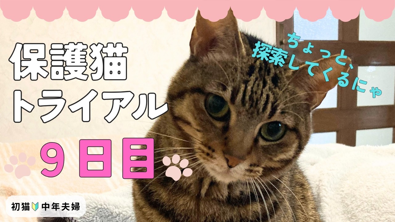 保護猫トライアル9日目｜縄張りが広がるけど、ちゃんと帰ってくる
