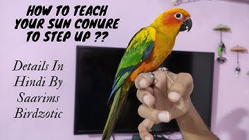 How To Teach Your Sun Conure To Step Up || Sun Conure Tricks || Saarims Birdzotic ||