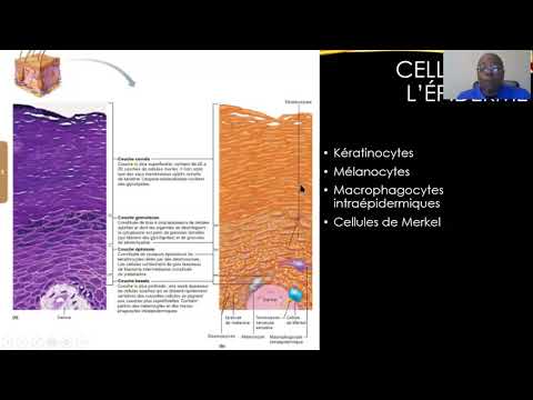 Vidéo: Antigène Présentant La Capacité Des Cellules Myéloïdes Spléniques Murines