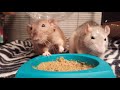 Cutest Pet Stuff Videos Funny Animals