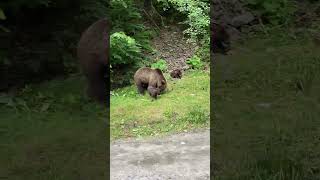 Majestic Wildlife Sighting of a Brown Bear Family