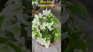Miss Alice White Bougainvillea Thai Variety Please Subscribe The Channel For More Videos