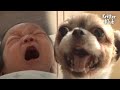 Attention-seeking Dog Cries Like A Baby, For Real | Kritter Klub