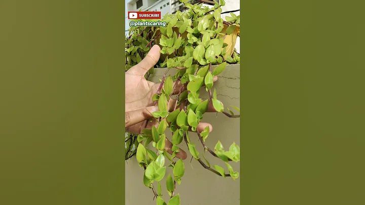 🌱 Turtle Vine Plant Care | How to Care Turtle Vine | How to Care for Turtle Vine 🌿 #viral #shorts