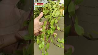 🌱 Turtle Vine Plant Care | How to Care Turtle Vine | How to Care for Turtle Vine 🌿 #viral #shorts