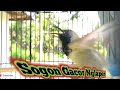 PANCINGAN AMPUH || BURUNG SOGON GACOR NGLAPER