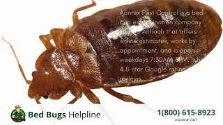 Top 3 Bed Bug Removal in Antioch