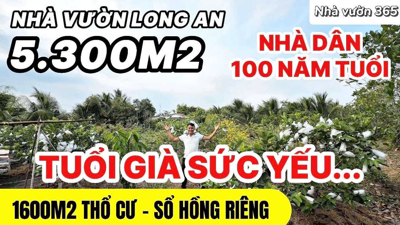 Nhà dân Long An 5300m thổ cư 1600m, chủ tuổi già sức yếu buộc phải bán | Tập 0742