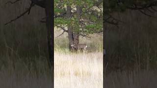 Perfect Deer Hunt in the Woods | Epic Whitetail HuntingMoment2025#DeerHunting#WhitetailHunt#hunting